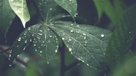 Big Rain Drops on Leaf wallpaper | nature and landscape | Wallpaper Better