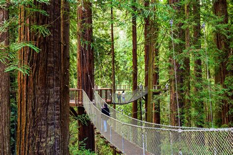 See California’s incredible redwoods from this new sky walk - Lonely Planet