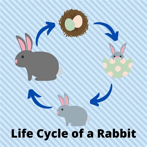 Life Cycle Of A Bunny