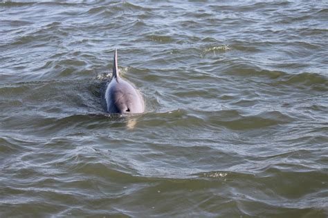 Hilton Head Dolphin Tours - See Dolphins and other wildlife