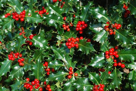 How to Grow Holly | How To Grow Stuff