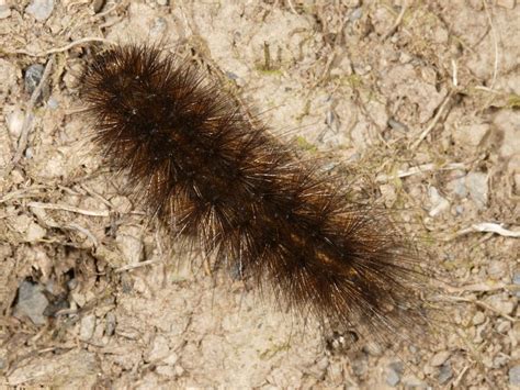 Identifying Hairy Caterpillars | Wildlife Insight