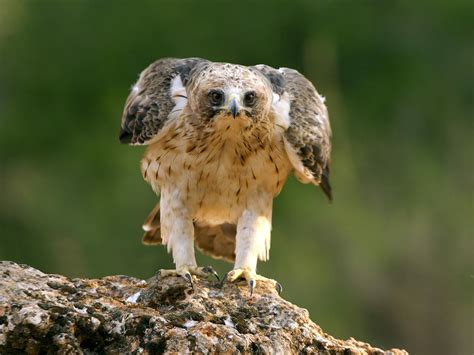 Booted Eagle Bird Facts (Hieraaetus pennatus) | Birdfact