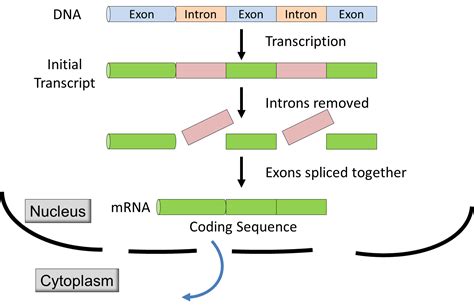 Transcription on emaze