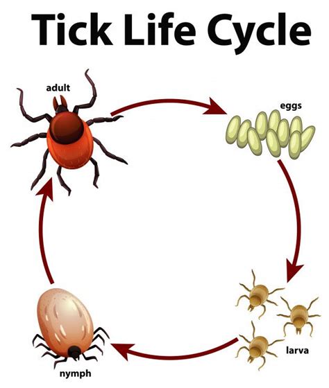 Free Download: Diagram showing life cycle of tick Free Vector | Life cycles, Ticks, Tick life cycle