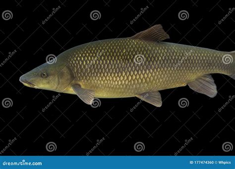 Common Barbel, Barbus Barbus, is a Species of Freshwater Fish Stock Photo - Image of species ...