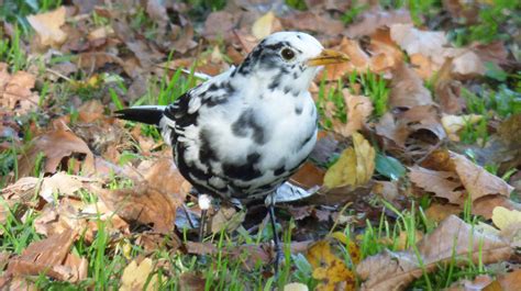 Unusual Blackbird with white markings spotted in Coventry | ITV News Central