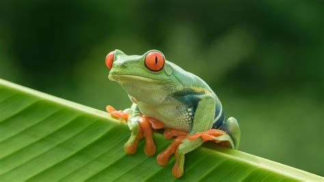 Pin by THEM SOKHENG on Animal | Amphibians, Rare animals, Frog