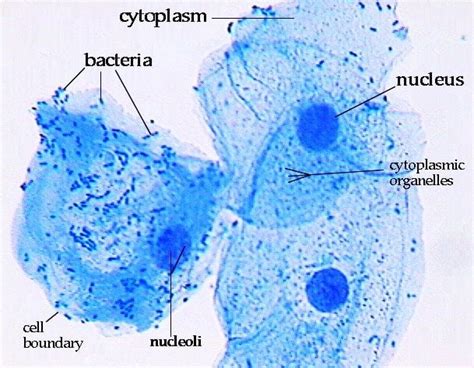 Animal Cell Under Microscope 400x - Country Roads Animal