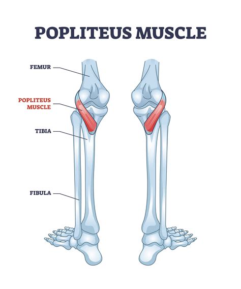 Popliteus Muscle Explained — Morningside Acupuncture NYC