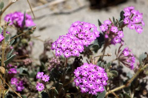 Sand Verbena - Sunnylands Art Garden