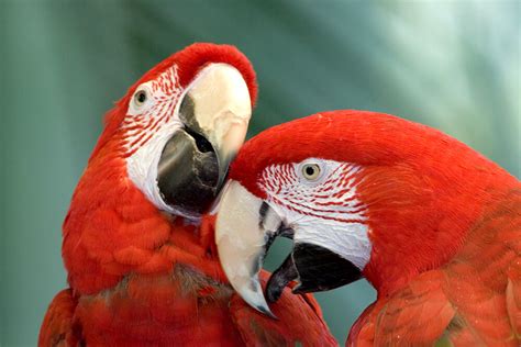 Macaw | San Diego Zoo Animals & Plants