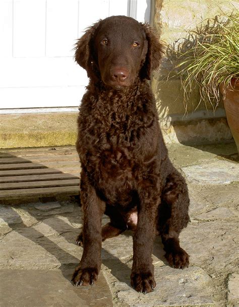 Lovely Curly Coated Retriever photo and wallpaper. Beautiful Lovely Curly Coated Retriever pictures