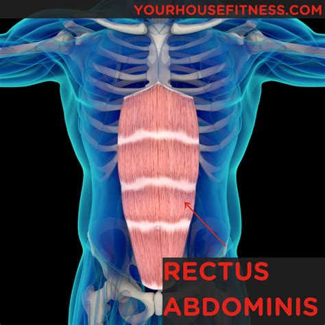 Rectus Abdominis Muscle - astonishingceiyrs