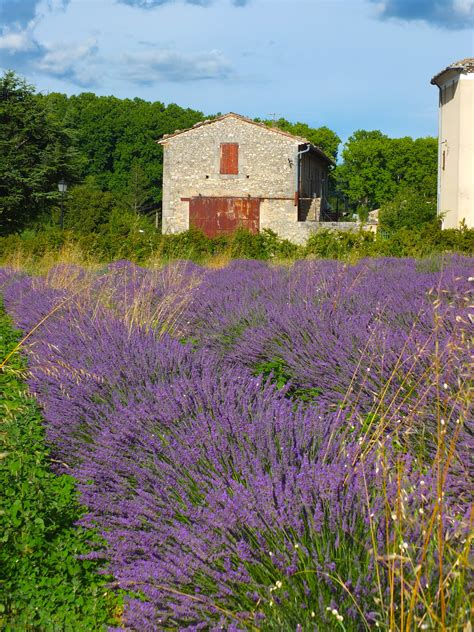 Finest Lavender Views in Provence