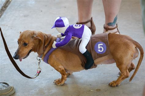 2015 Buda Wiener Dog Races • Buda, Texas - TexVetPets TexVetPets