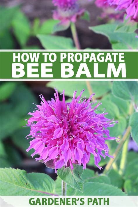 How to Propagate Bee Balm | Gardener’s Path