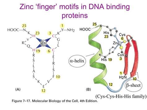 BY511 - Lecture 19 - Zinc Finger Protein Motif Flashcards | Quizlet