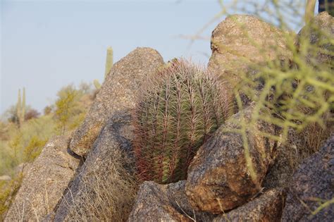 Cactus Saguaro Arizona - Free photo on Pixabay - Pixabay