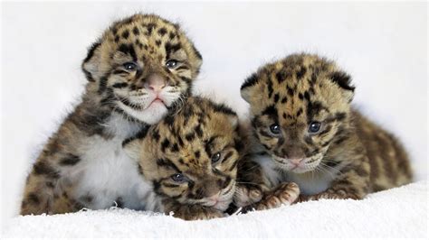 Big cats, Cubs HD Wallpaper