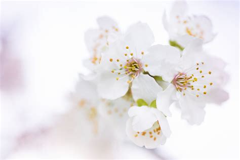 White Flower Images, Five Hazy White Lillies With Green Leafs, #30399