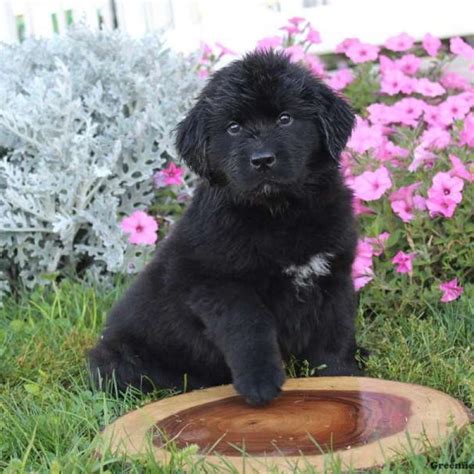 Newfoundland Mix Puppies for Sale | Greenfield Puppies