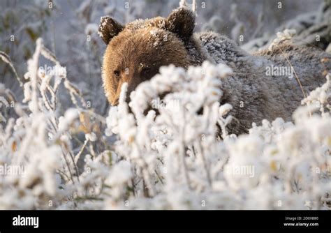 Grizzly bear in the snow Stock Photo - Alamy