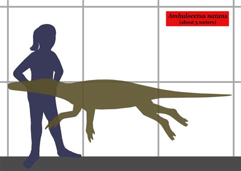 Description - Ambulocetus- A Transitional Fossil