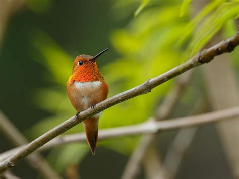 Where Do Rufous Hummingbirds Live? (Habitat + Distribution) | Birdfact