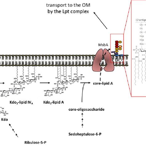 LPS biosynthesis in E. coli K12 strains. Cytoplasm and inner leaflet of... | Download Scientific ...