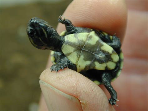 Common Musk Turtle Baby | robertpoirier23 | Flickr