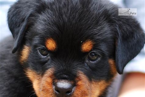 Big Block Heads : Rottweiler puppy for sale near Jackson, Mississippi. | 123e5932-1e01