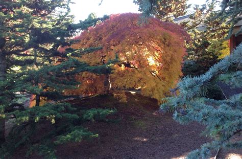 from our visit to Iseli Nursery, Growers in Oregon Conifers, Growers, Oregon, Miniature, Nursery ...