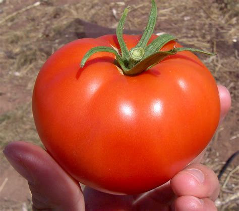 File:Tomato.jpg - Wikipedia