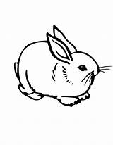Free Printable Rabbit Coloring Pages For Kids sketch template