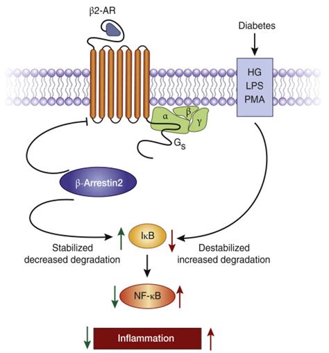 β2-adrenergic receptors in inflammation and vascular complications of diabetes - Kidney ...