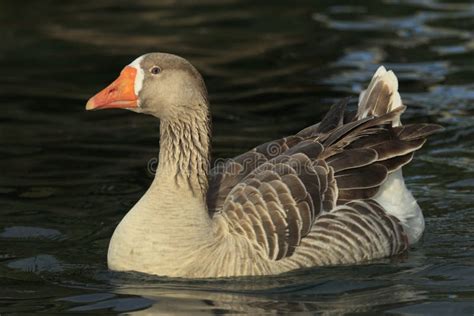 Domesticated Goose with Grey Feathers Stock Image - Image of swim ...