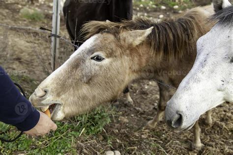 Horse eating carrots 2858336 Stock Photo at Vecteezy