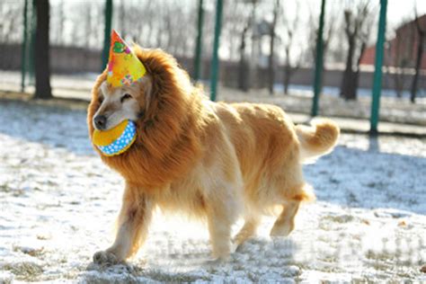 Lion’s Mane Dog Costume – naturoPETic