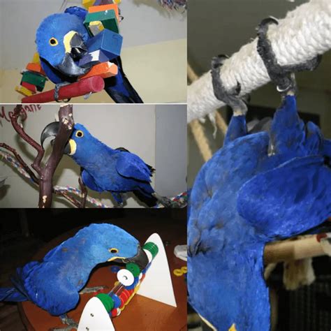 Macaw Hyacinth - habitat Description Breeding diet