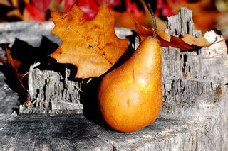 Pear-ish Fall-ish Composition | Kasia | Flickr