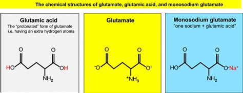 Glutamate Structure