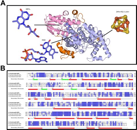 The crystal structure of Vibrio cholerae (6-4) photolyase reveals interactions with cofactors ...