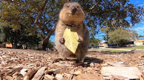 Adorable HD Footage of a Hungry Quokka Eating a Leaf