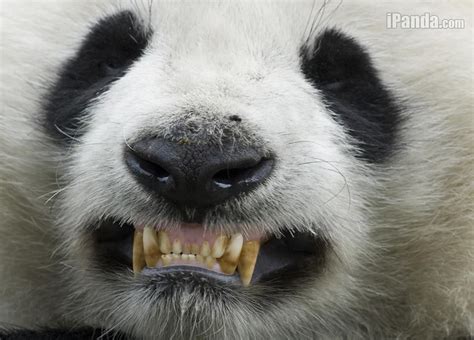 Do I have something in my teeth??? iPanda.com | Panda, Search ranking ...