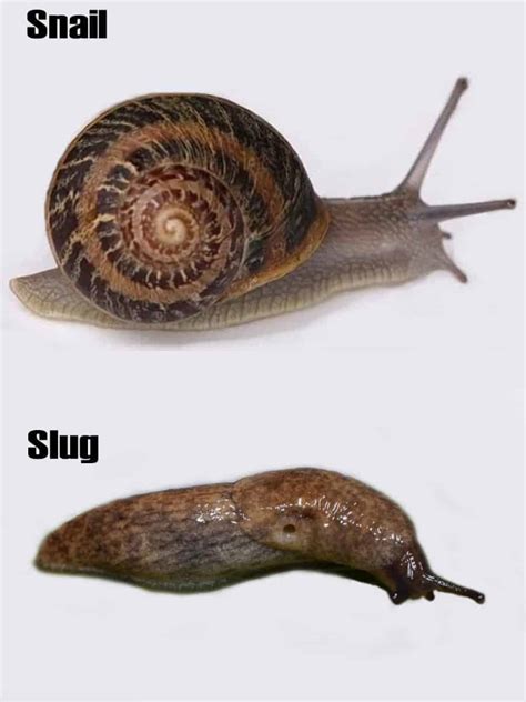 Can Snails Live Without Their Shell? - Shrimp and Snail Breeder