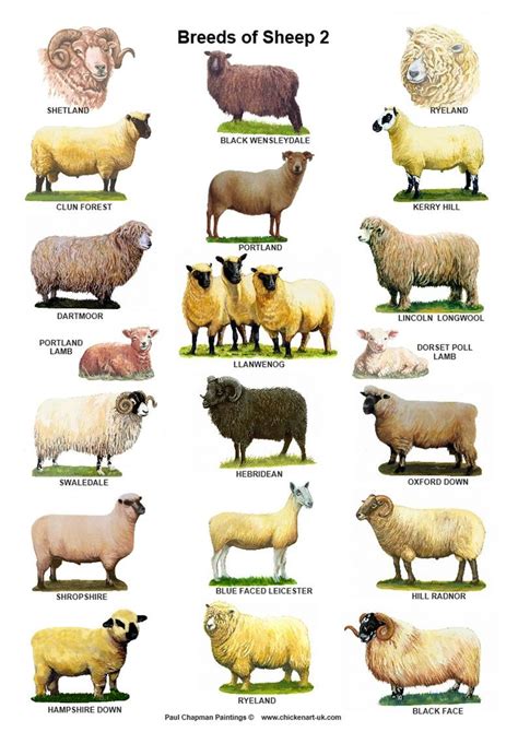 A4 Laminated Posters.breeds of Sheep 2 Different Posters | Etsy UK | Sheep breeds, Sheep, Sheep ...