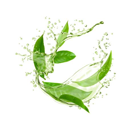 Green water splash with tea leaves, herbal drink 23497337 Vector Art at ...