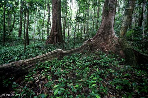 Norway puts $1.6B into rainforest conservation