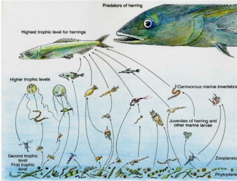 Abyssal Zone Food Web